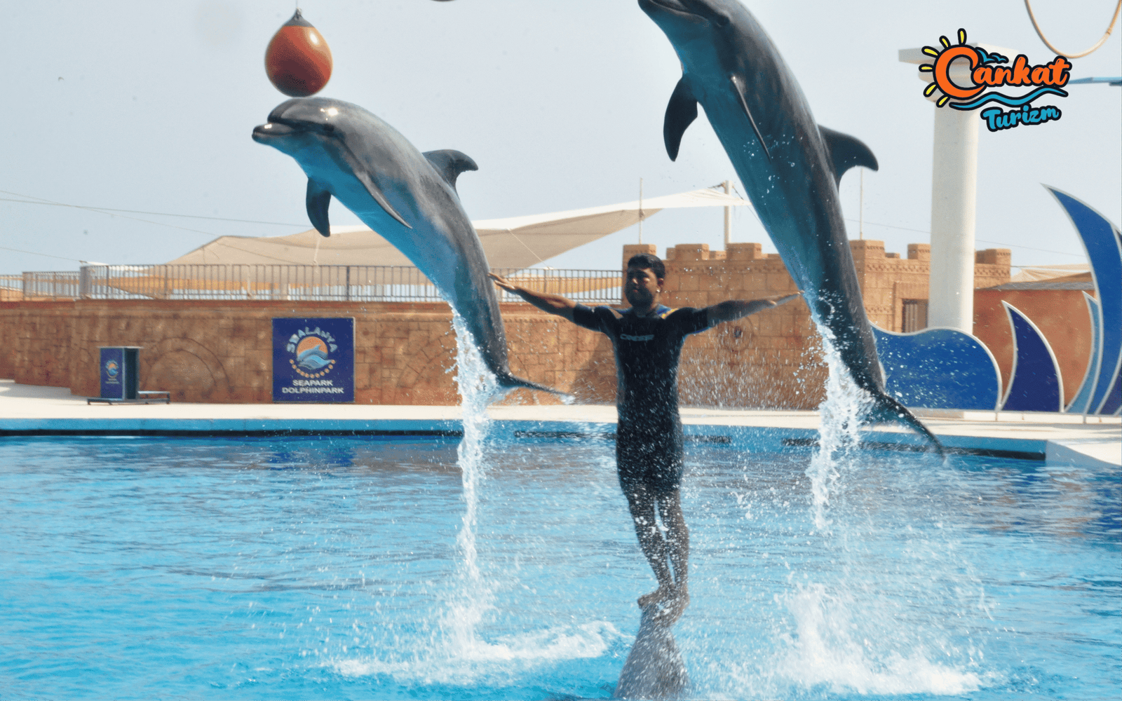 Dolphin and Seal Show