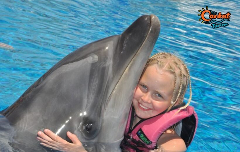 Swimming With Dolphins  & Sealions